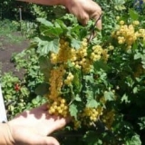 Sve o bijeloj ribizli sorte versailles